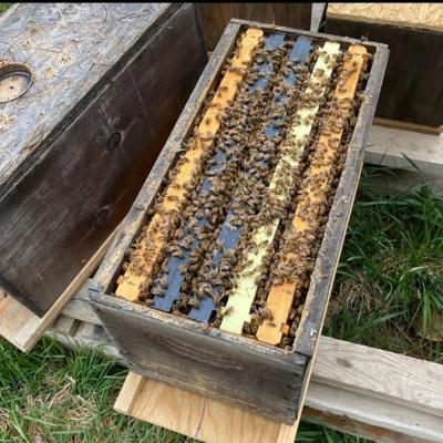 Bee NUC 5 Frame With Marked Queen (Mid May)