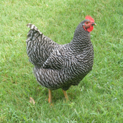 Chicks Barred Rocks Pullets