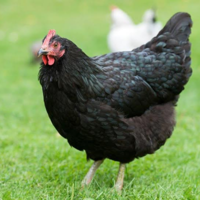 Chicks Black Australorp Pullets