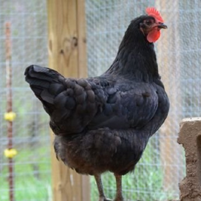 Chicks Black Jersey Giant Pullets