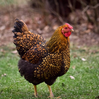 Chicks Black Laced Gold Wyandotte Pullets