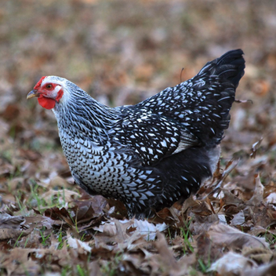 Chicks Black Laced Silver Wyandotte Pullets