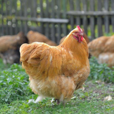 Chicks Buff Orpington Pullets