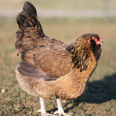 Chicks Easter Egger Pullets