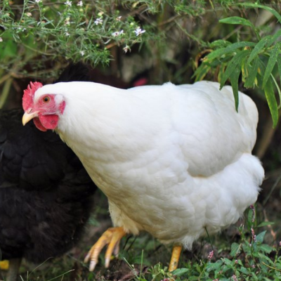 Chicks Rhode Island White Pullets