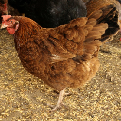 Chicks Red Sex Link Pullets