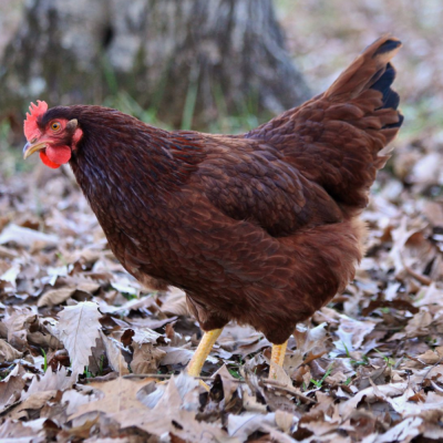 Chicks Rhode Island Red Pullets