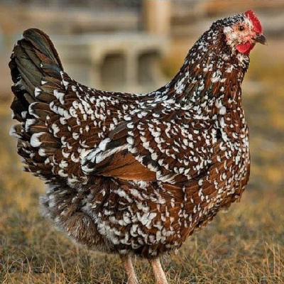 Chicks Speckled Sussex Pullets