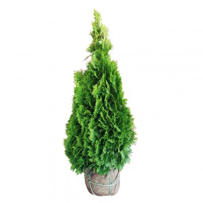 Emerald Green Arborvite 4 ft.