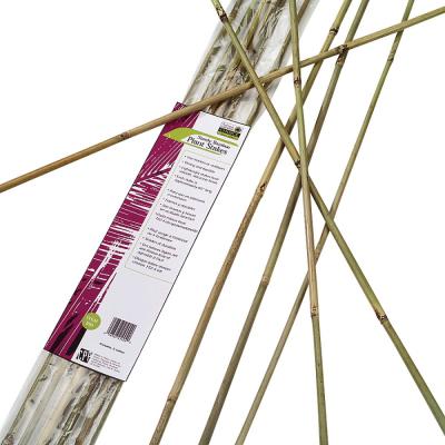 Gardener's Blue Ribbon Plant Stake 6 ft. L Bamboo Natural