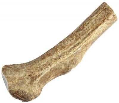 Elk Antler Whole Large